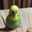 インコのコロナ