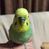 インコのコロナ