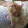 猫のシュレック