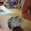 こはこびより