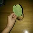 ゆかりんクック