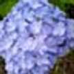 snowflower