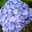 snowflower