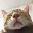窓際の猫