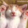 みかん５４