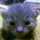 ねこりん ねこりん