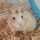 りりー猫 りりー猫