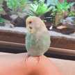 はる