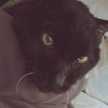 mupurr