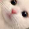 えらこちゃん