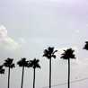 alohafork