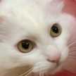ciao_kh