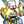 AceK_meshi