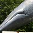 kujira999