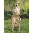 kangaroooo