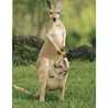 kangaroooo