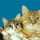 ぐぐねこ ぐぐねこ