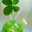 clovertomo