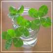 四つ葉のClover