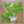 四つ葉のClover