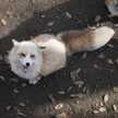 さくらさっし