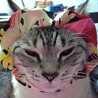あじんこ