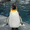 Pengu1n
