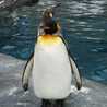 Pengu1n
