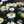 asamine