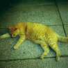 nerico