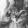 黒猫