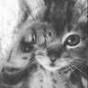 黒猫