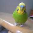 kyapu2