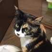 月子さんと猫