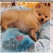 cho・co・co
