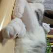 きんぎょねこ