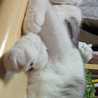 きんぎょねこ