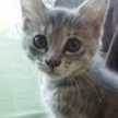 chibitaboo