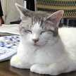 ＳｈａＭｉ