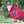 クックOPZ7VB☆