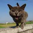 猫びーる