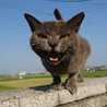 猫びーる