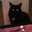 ねこざけ