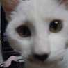 りっこねこ