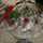 LIMEI1124 LIMEI1124