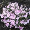 megumikkun