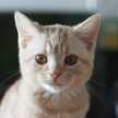 mieleon
