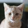 mieleon