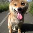 kazu。