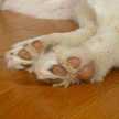 mecomeshi
